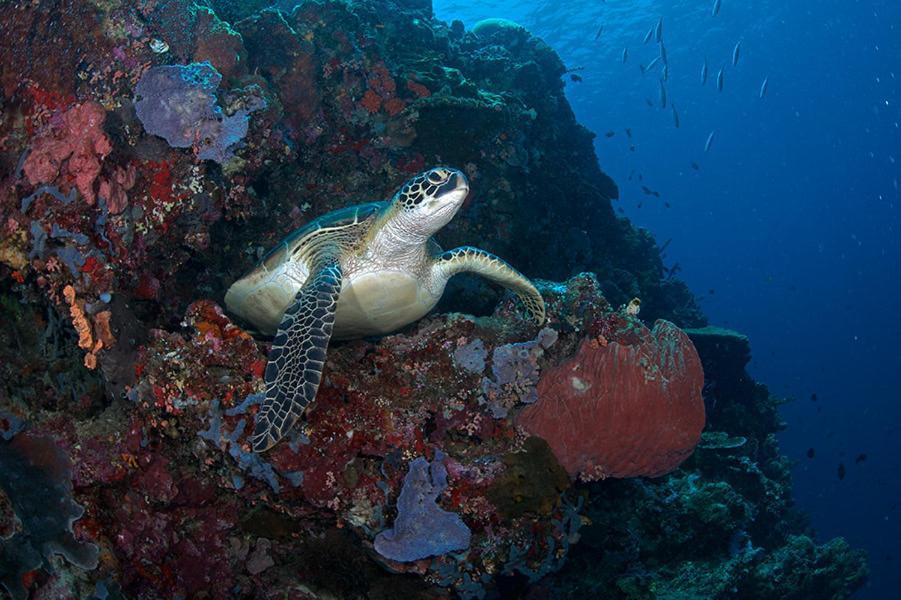 Guesthouse The 4 Fish マナド エクステリア 写真