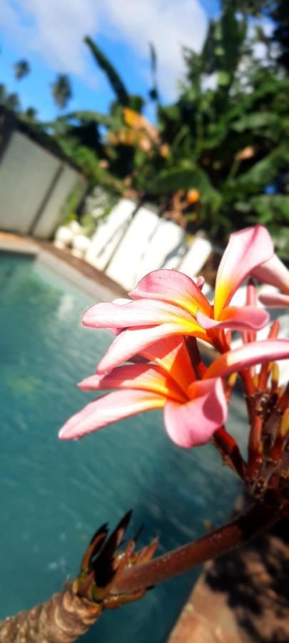 Guesthouse The 4 Fish マナド エクステリア 写真